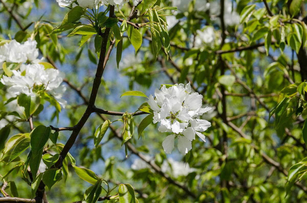 *** - Виктор Иванович Чернюк
