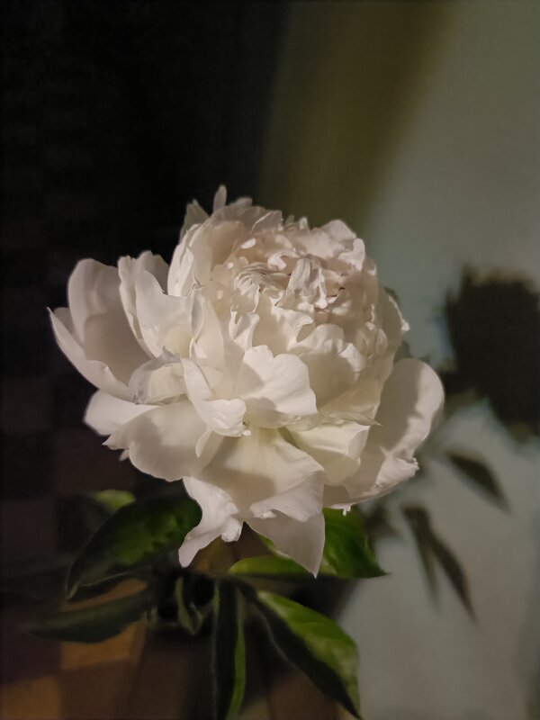 белоснежный пион - Галина R... белоснежный пион - Галина R...