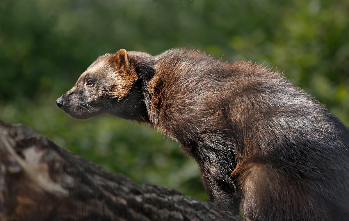 Росомаха - SanSan 