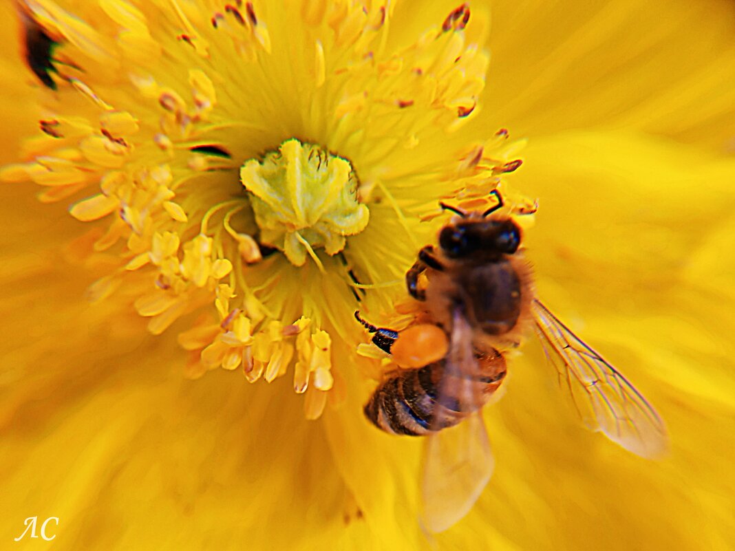 В объективе микромир (серия) - Любовь Сахарова