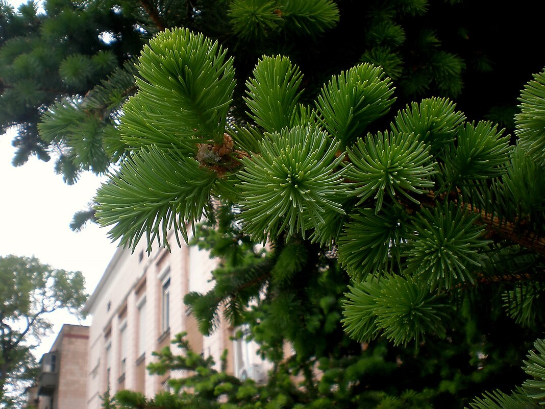 Хвоя - Роман Савоцкий