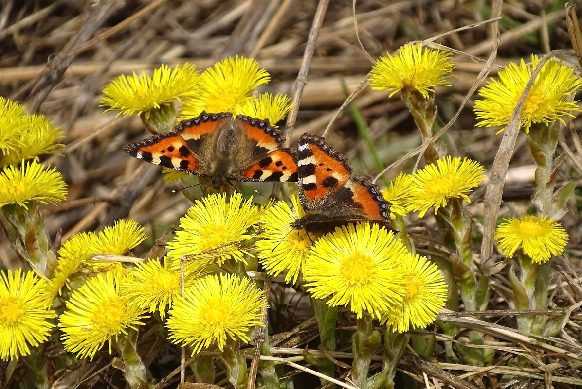 Весенний этюд - Valentina K Весенний этюд - Valentina K