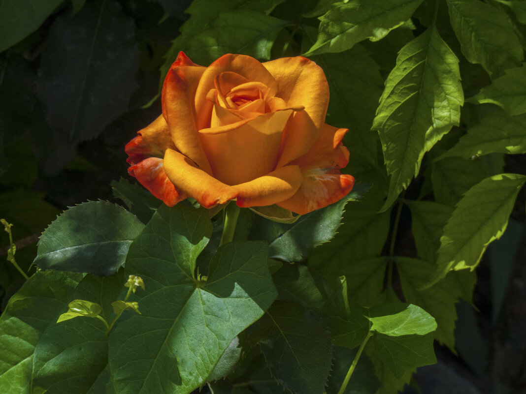 Оранжевая роза,Флорибунда - Валентин Семчишин Оранжевая роза,Флорибунда - Валентин Семчишин