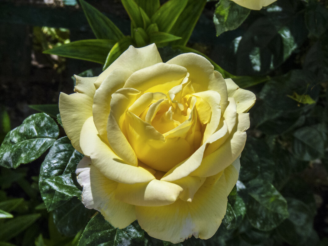 Жёлтая роза,Кронос - Валентин Семчишин