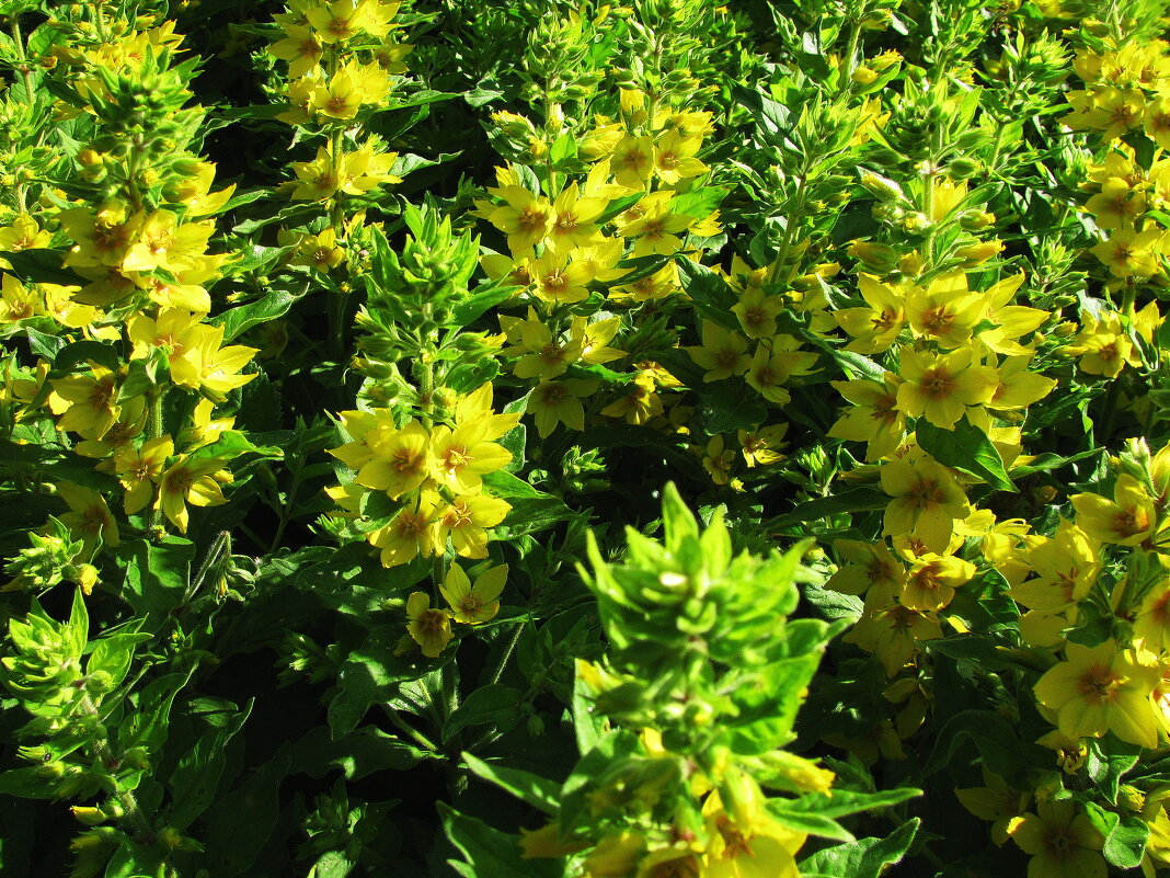 Вербейник цветёт - Людмила Смородинская