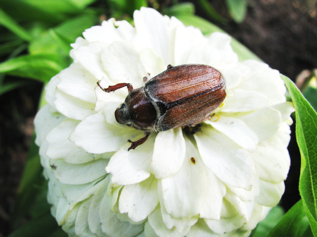 Хорошо устроился - Людмила Смородинская Хорошо устроился - Людмила Смородинская