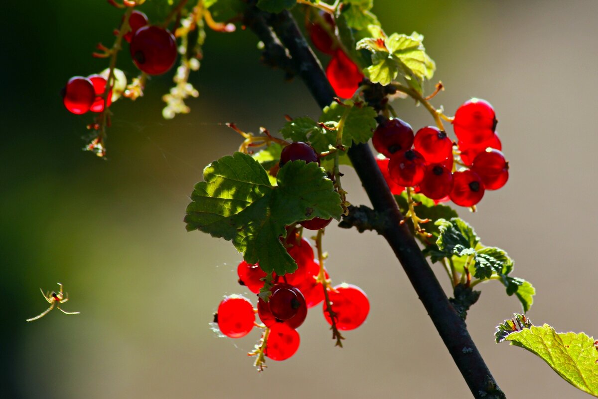 Утро июня - Юрий. Шмаков Утро июня - Юрий. Шмаков