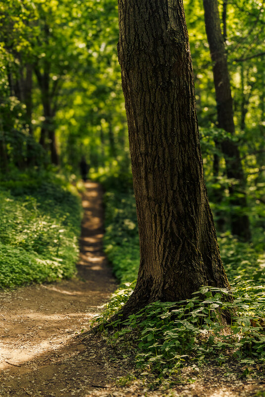 тропинка - Michel 