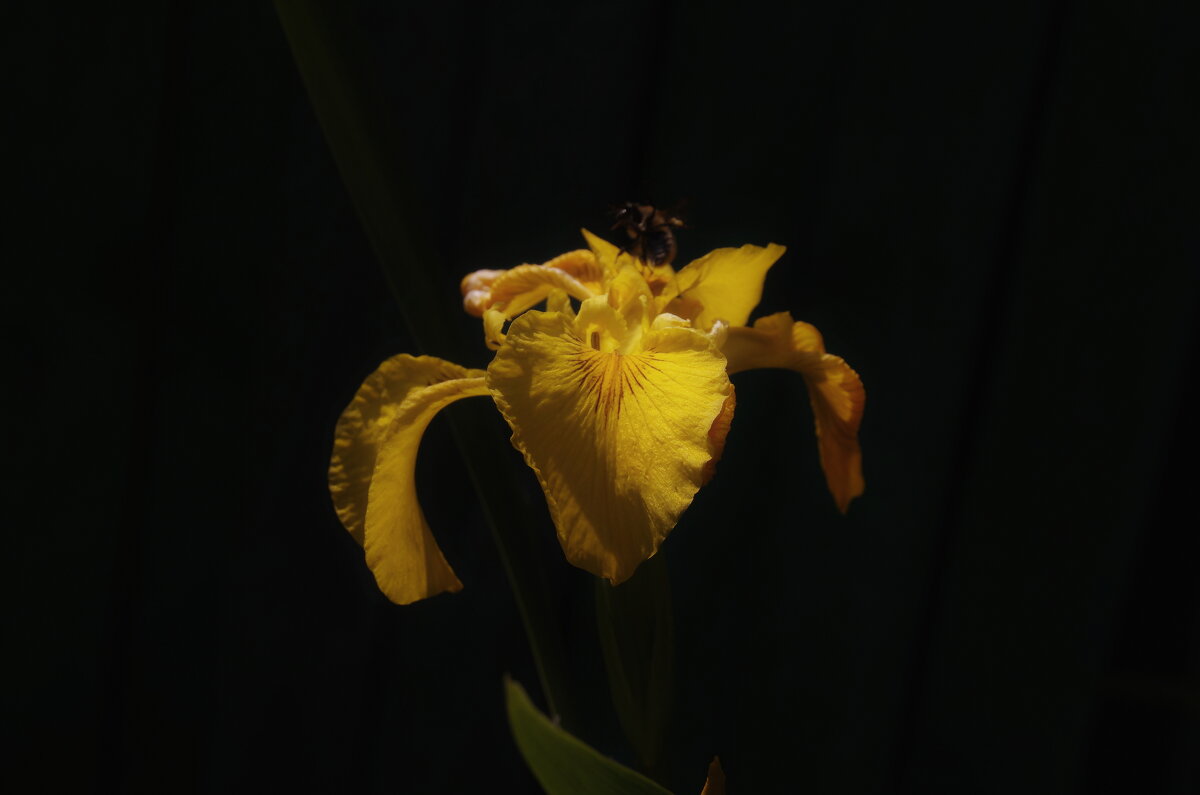 Ирис болотный - Сергей Швечков Ирис болотный - Сергей Швечков