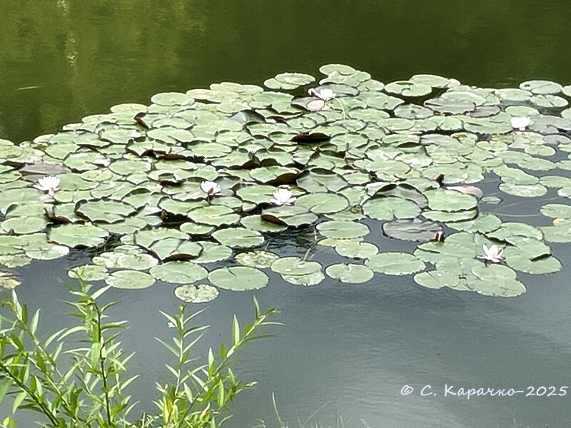 ... - Степан Карачко