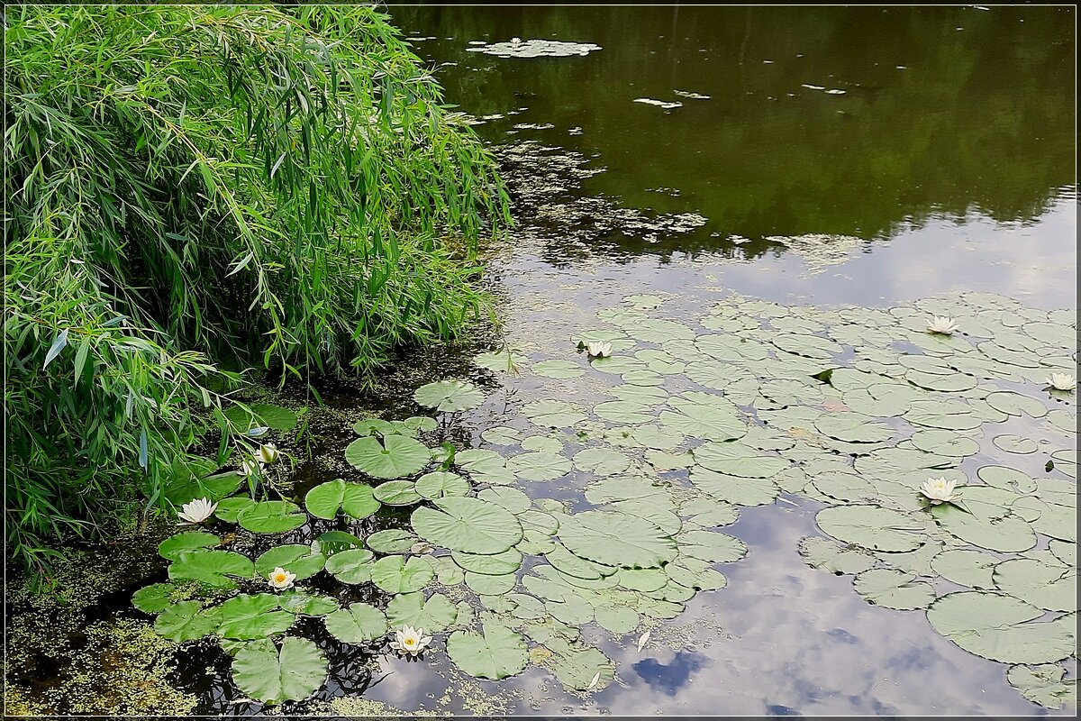 „Там лилии в пруду"... - Сеня Белгородский