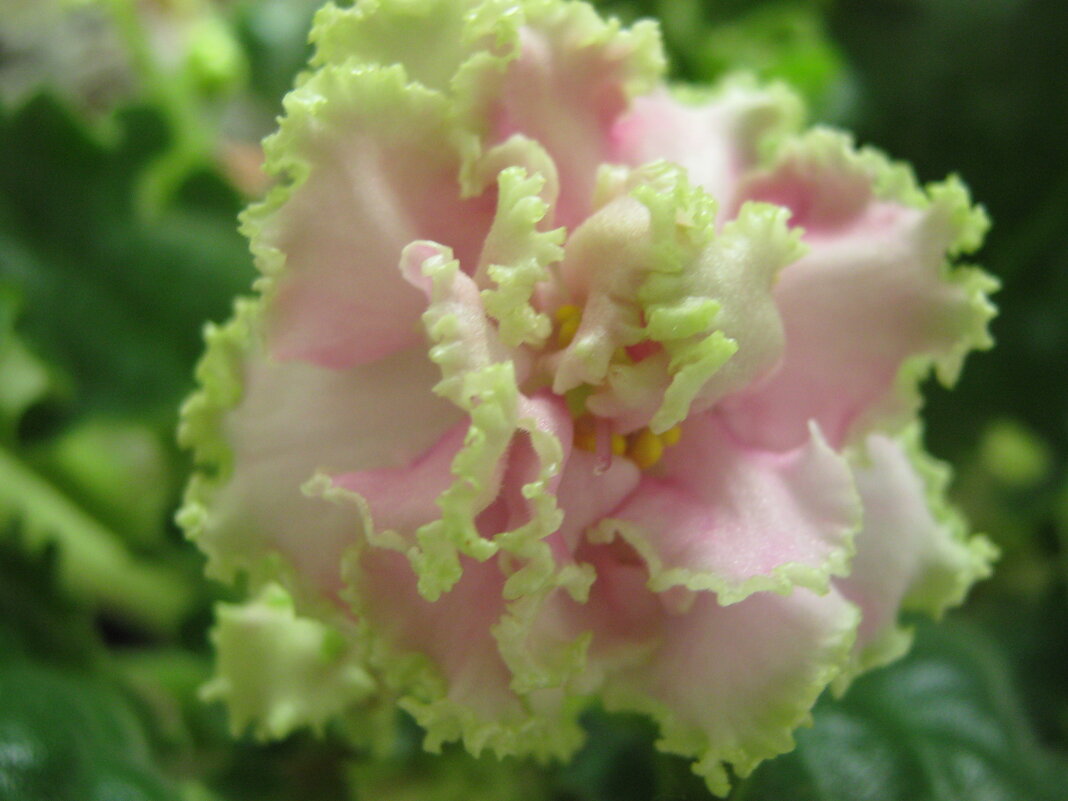 Фиалка - Елена Семигина