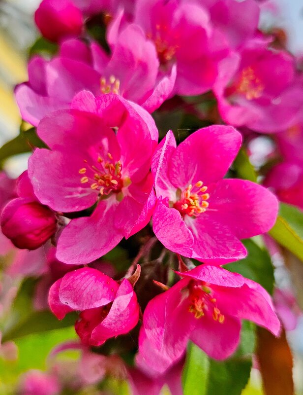 Май цветение - Михаил Свиденцов