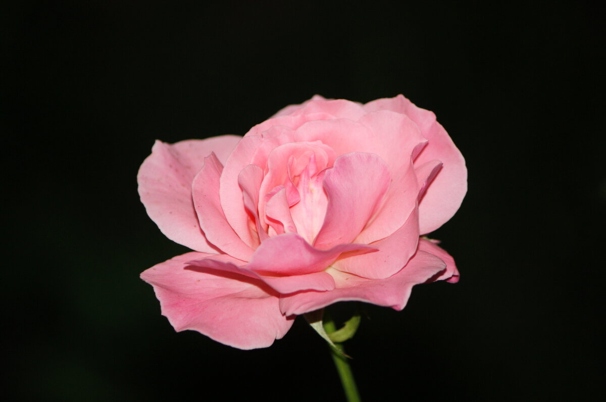 ... - Константин Штарк