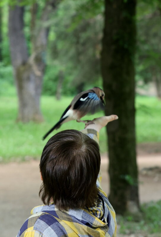 Сойки на ладошке - Александр Кондаков