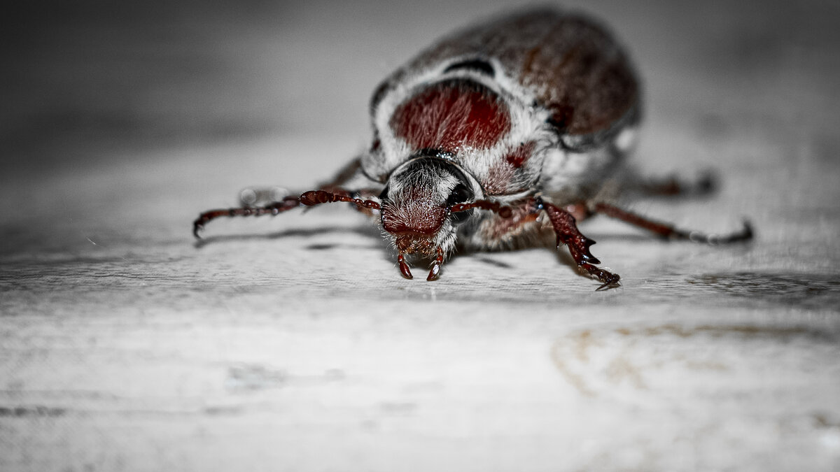 May Bug | 14 - Sergey Sonvar