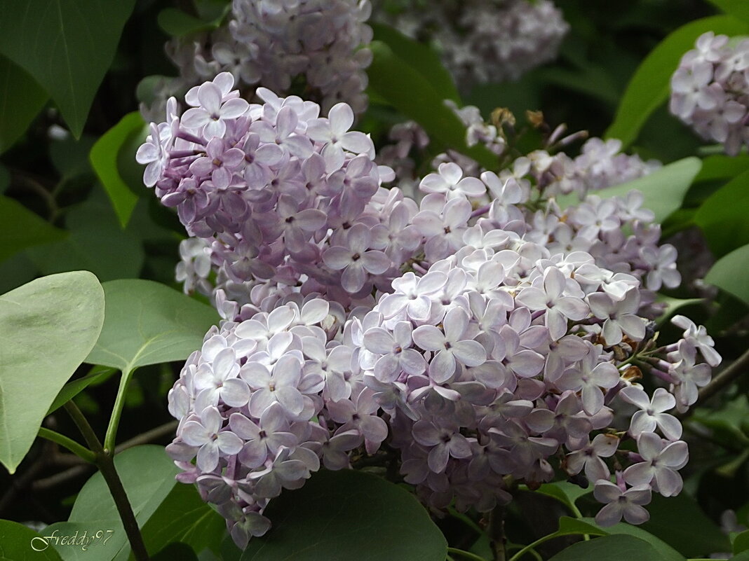 Сирень - Freddy 97