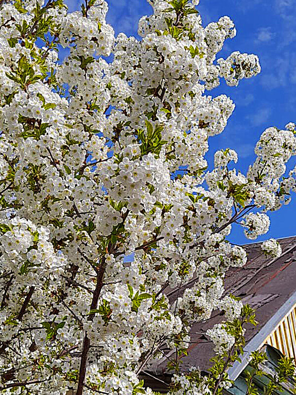 Цветёт груша - Алевтина 