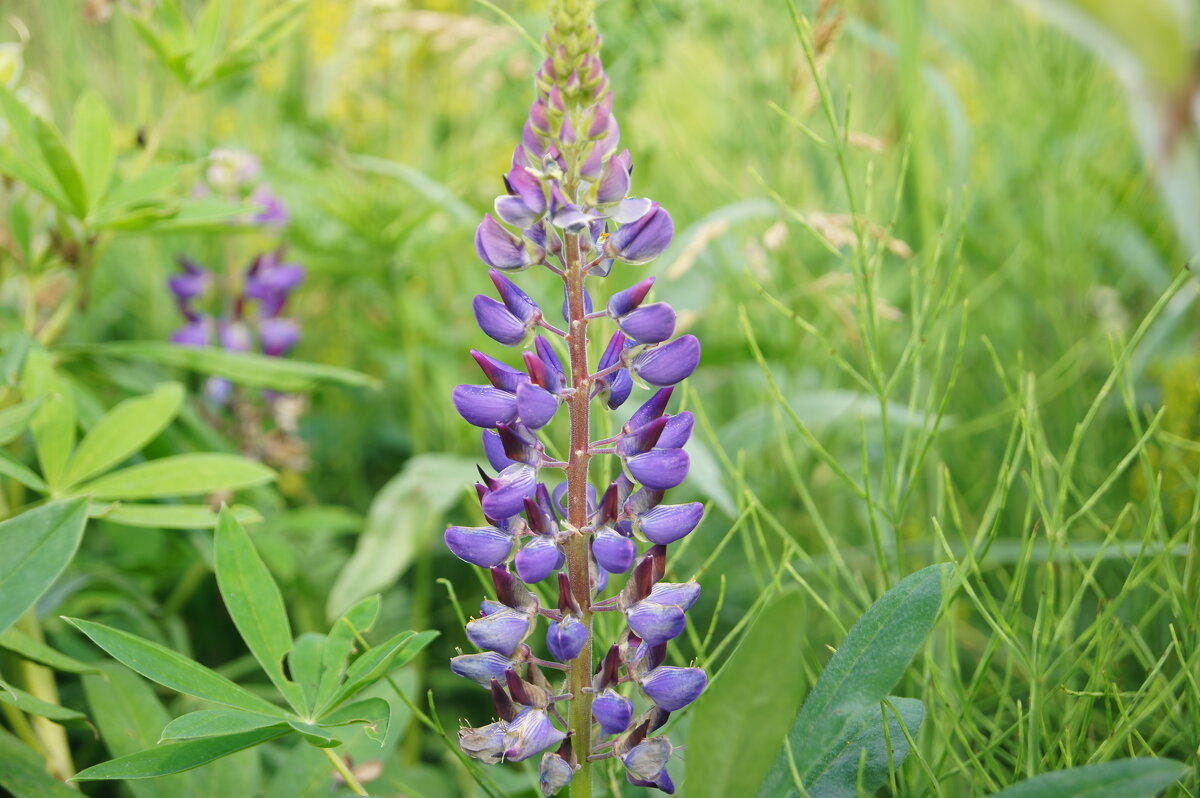 Люпин - Глеб 