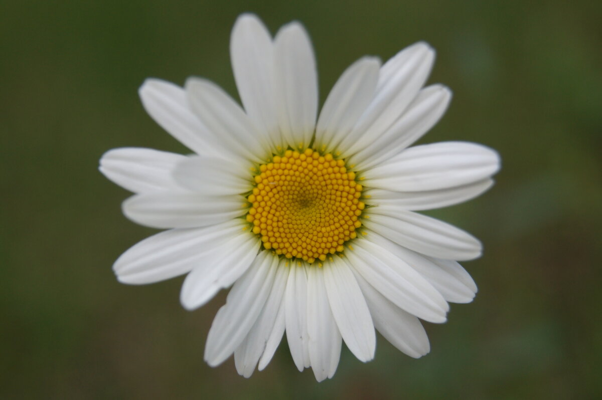 Ромашка - Глеб 