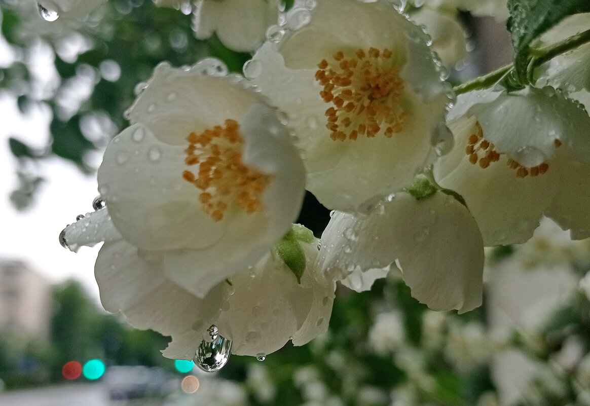 Жасмин под дождем - Александр Чеботарь Жасмин под дождем - Александр Чеботарь