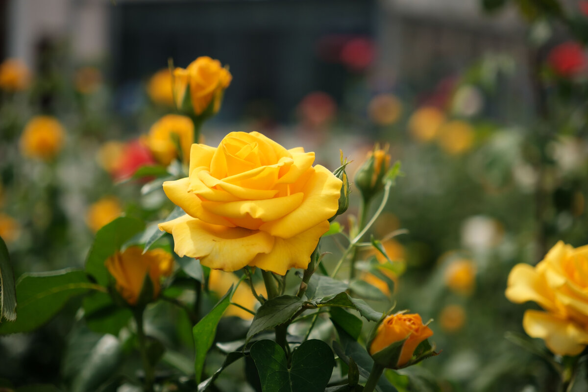 На привокзальной площади Волгограда - Олег Дорошенко