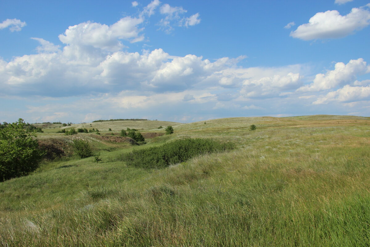 Местные виды. - Виктор 