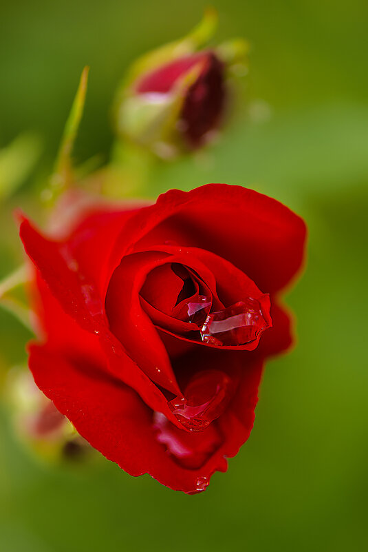 * - Svetlana Galvez * - Svetlana Galvez