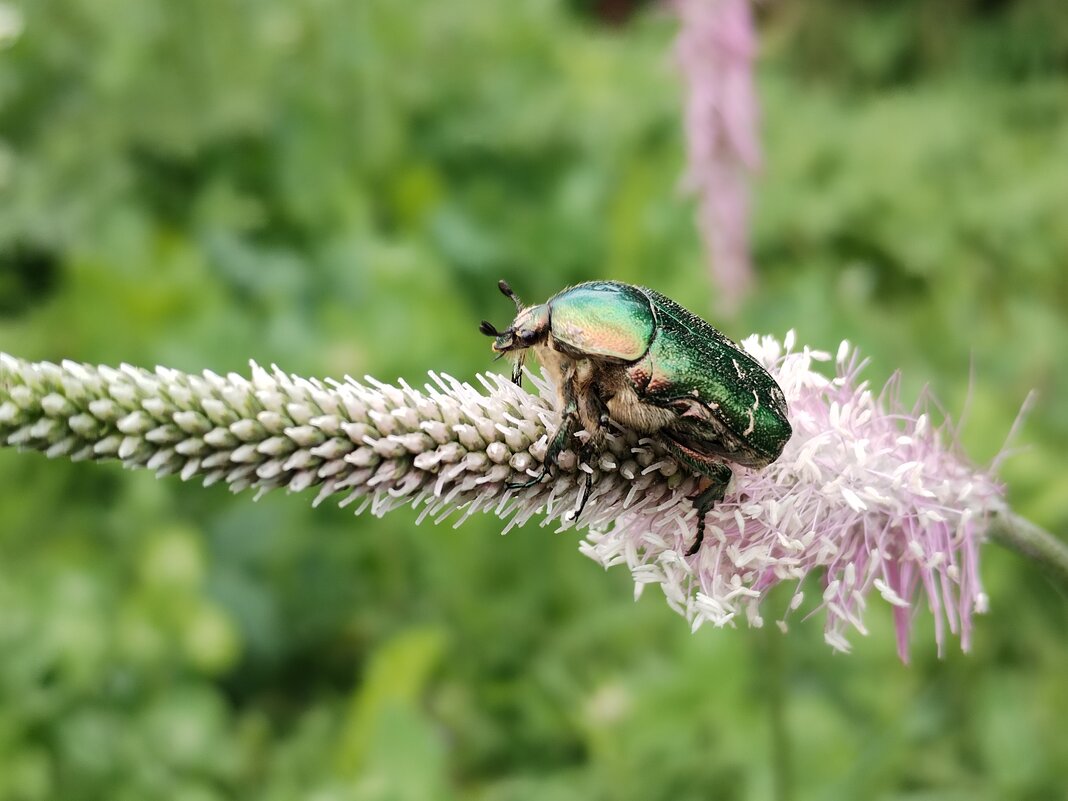 Зелёный жук - Юлия 