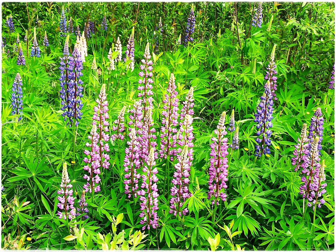 Лето - Татьяна Осипова(Deni2048)