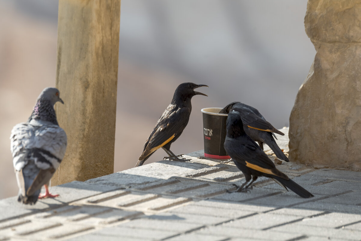 Кафе "Арома" для всех. - Иван К