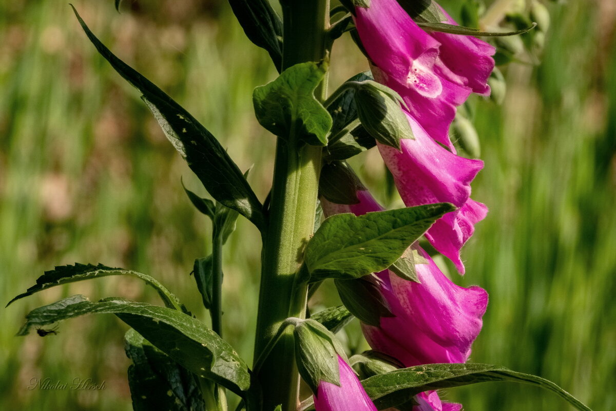 Про наперстянку... - Николай Гирш