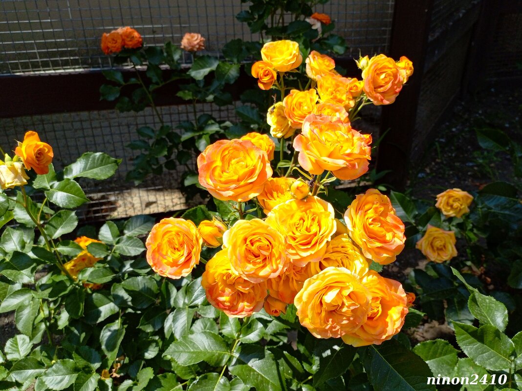 Оранжевое лето - Нина Бутко