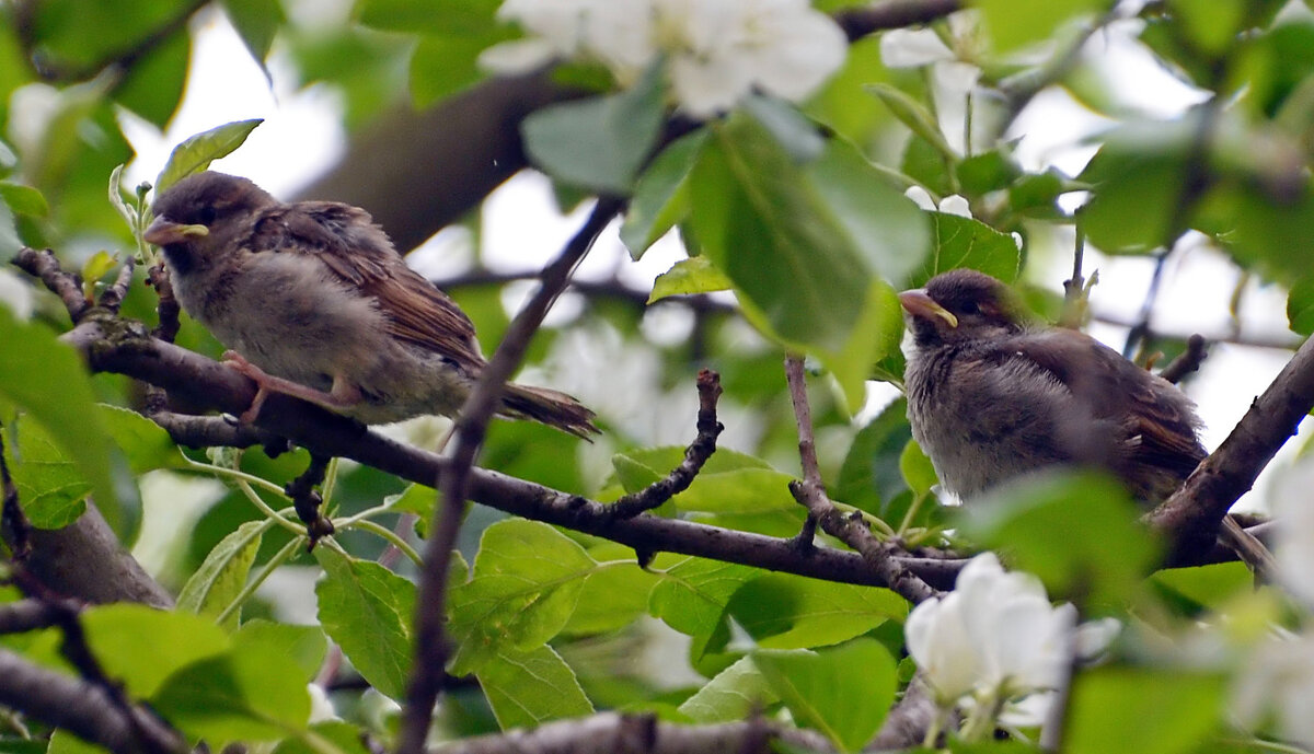 Молодёжь - Oleg4618 Шутченко