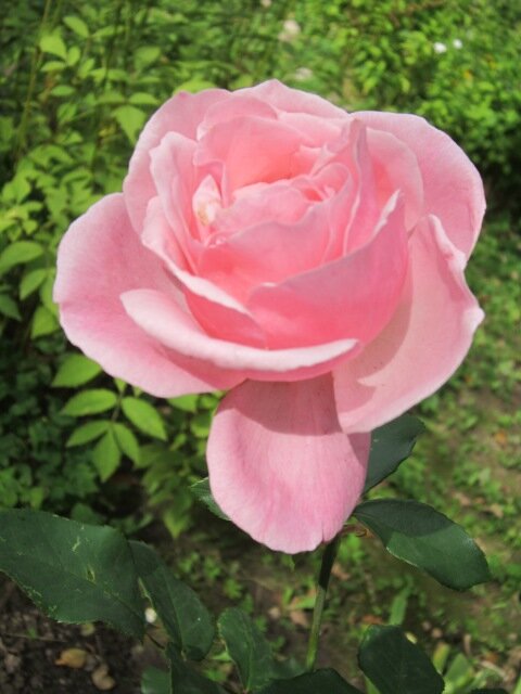 Роза парковая Фредерик Мистраль - Дмитрий Никитин Роза парковая Фредерик Мистраль - Дмитрий Никитин