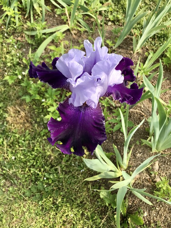 Пора ирисов. - Любовь 