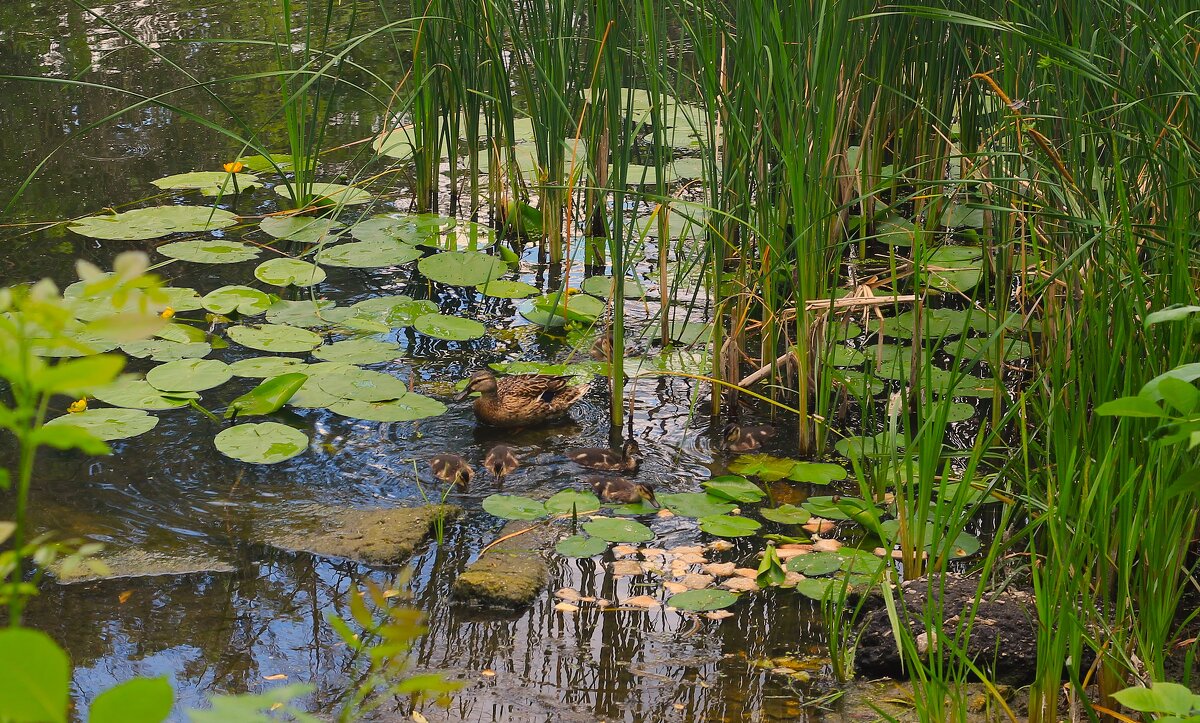 на пруду - (Владимир С)