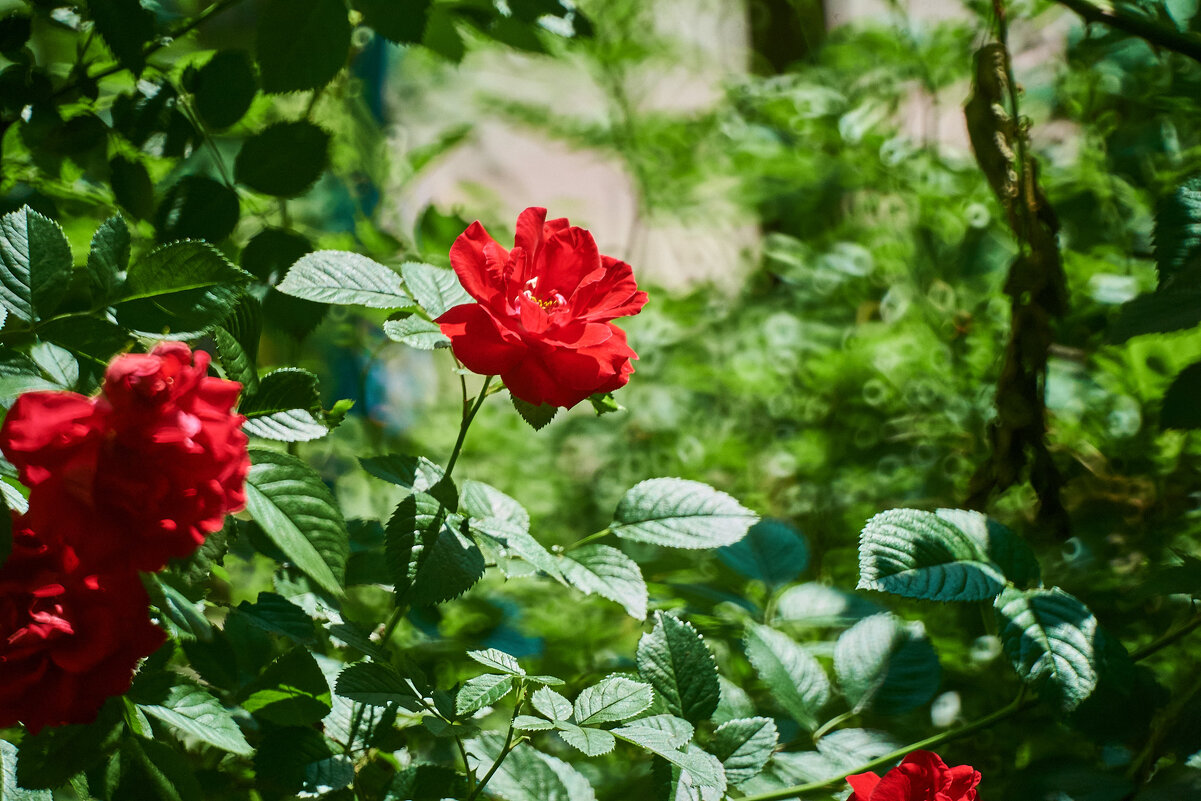 Роза - Александр Леонов