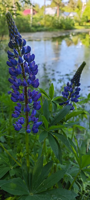 Люпин. - Станислав Мутовин