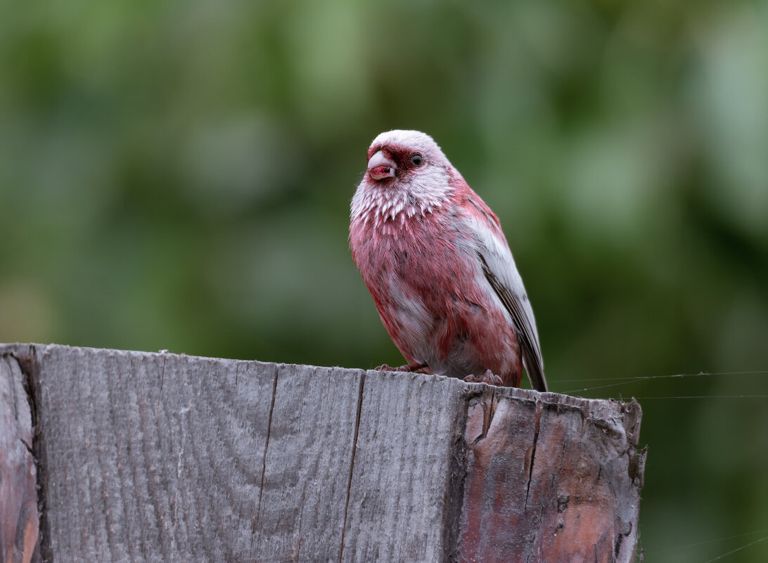 НЕОЖИДАННЫЙ ТРОФЕЙ - Володька Завитушкин
