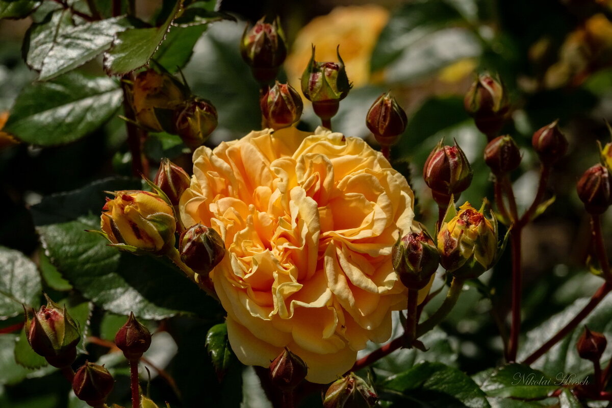 Царица и её свита... - Николай Гирш