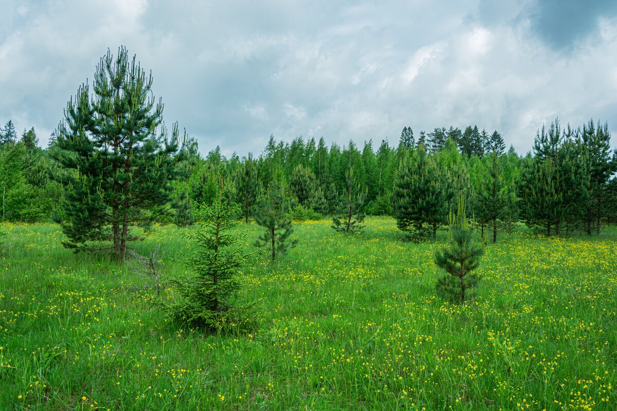 Однажды на лесной поляне - Александр Филатов
