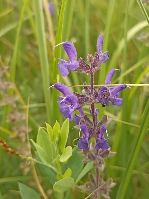 Полевые цветы - Pippa Полевые цветы - Pippa