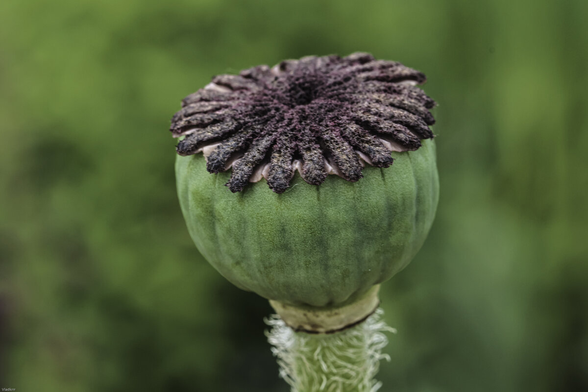 мак - Vlad Krrr мак - Vlad Krrr