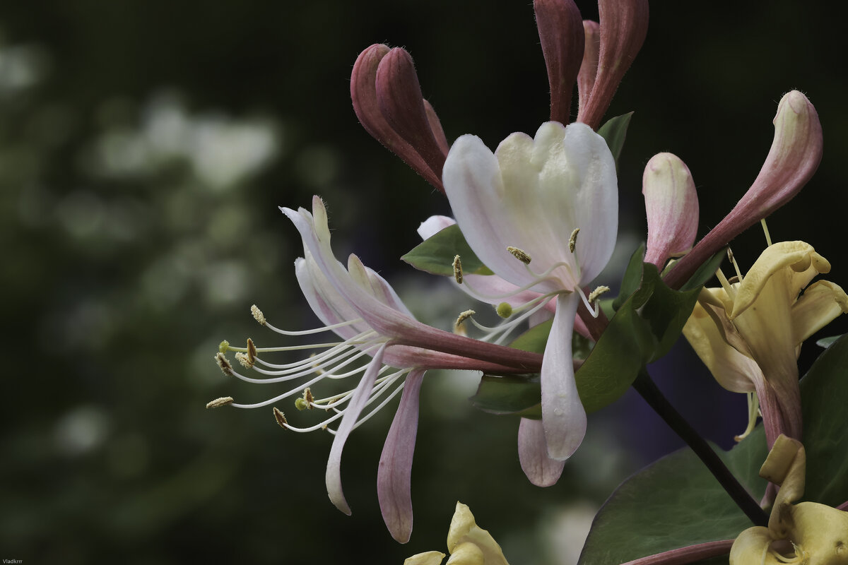 жимолость - Vlad Krrr