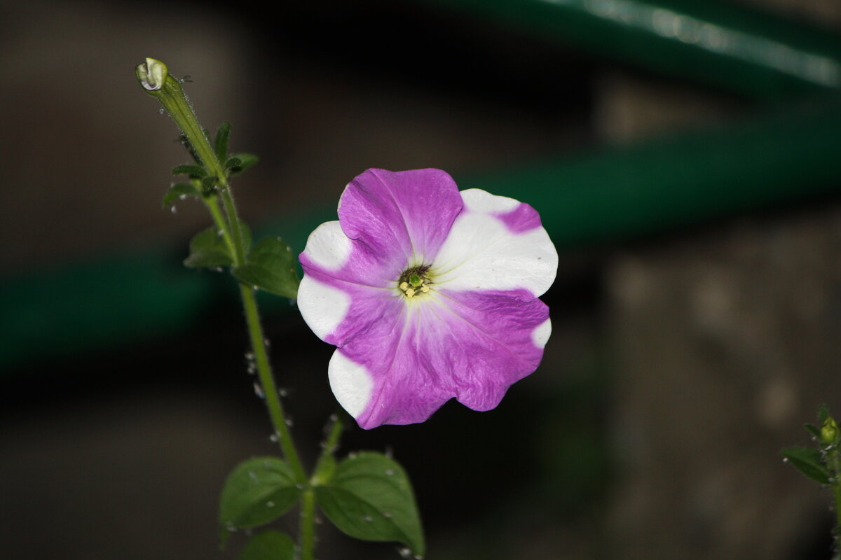 ... - Константин Штарк