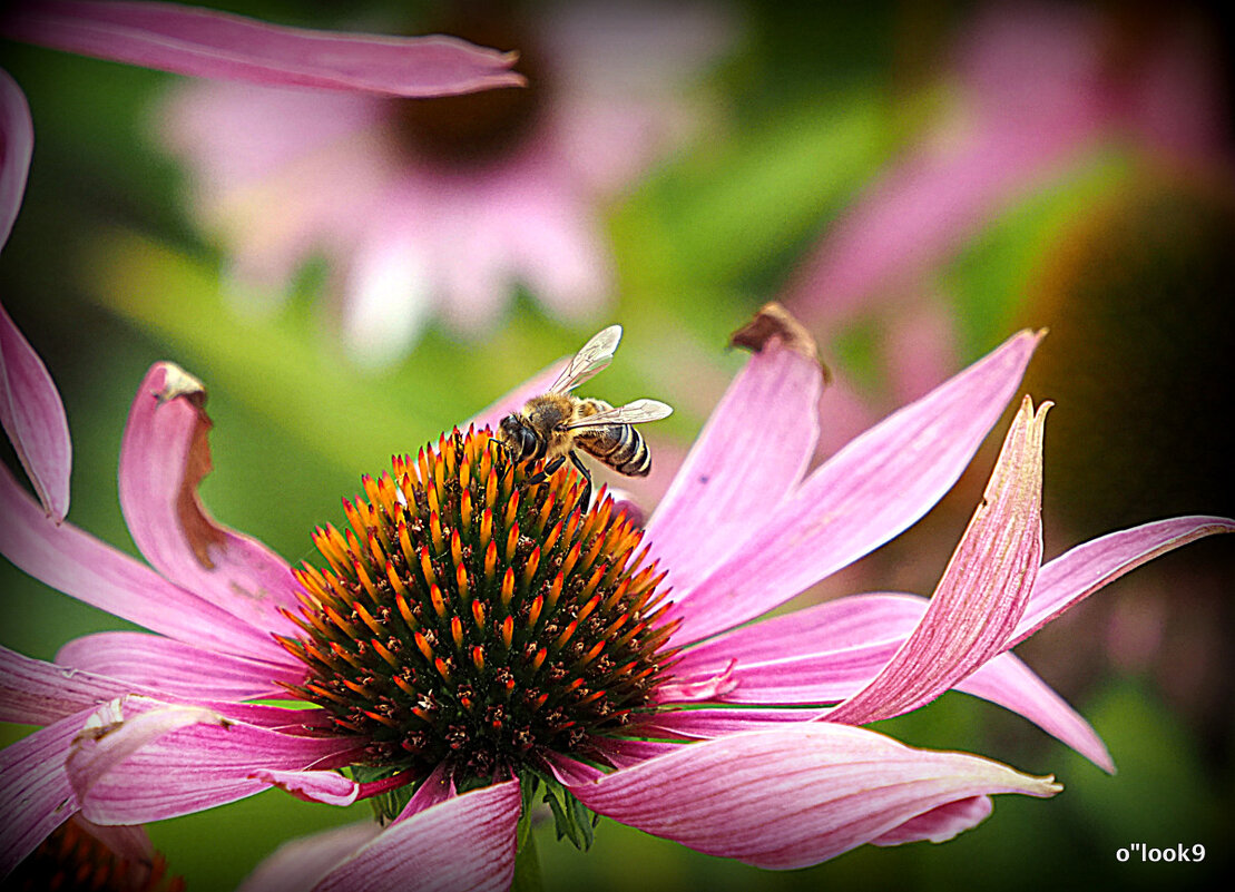 у природы свои законы - Олег Лукьянов