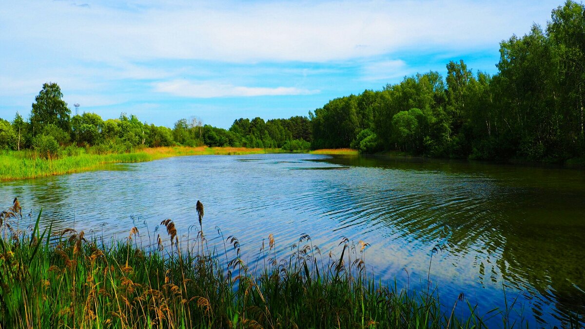 Смоленское лето. - Милешкин Владимир Алексеевич 