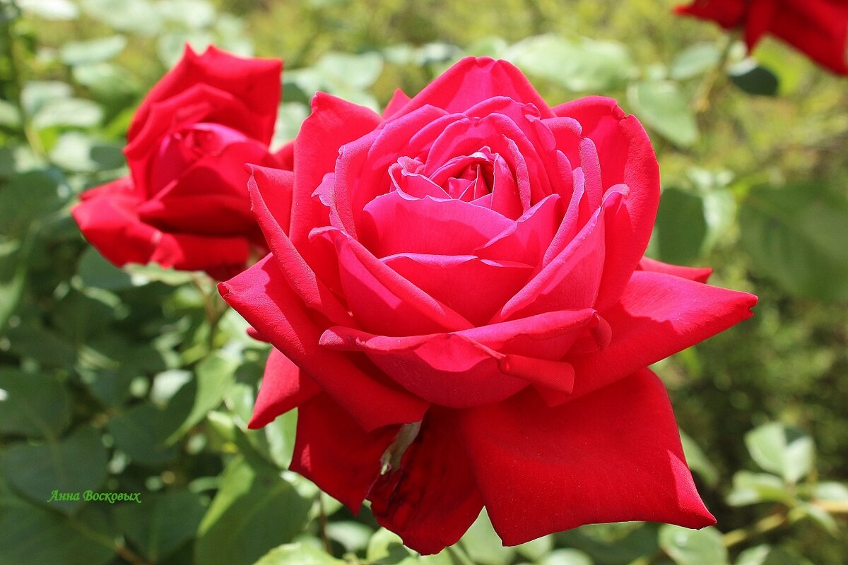 Королева сада. - Восковых Анна Васильевна Королева сада. - Восковых Анна Васильевна