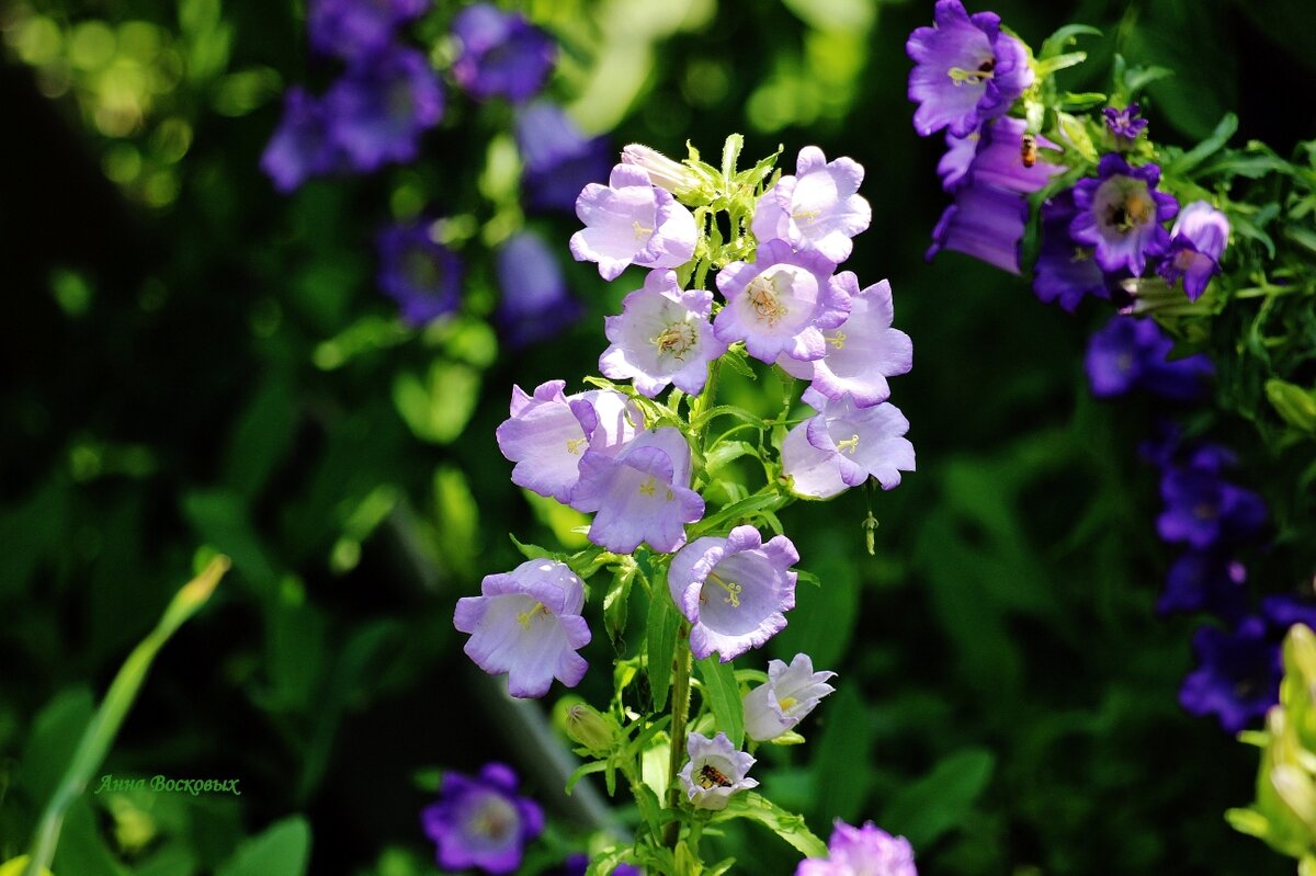 Колокольчики под старой яблоней. - Восковых Анна Васильевна Колокольчики под старой яблоней. - Восковых Анна Васильевна